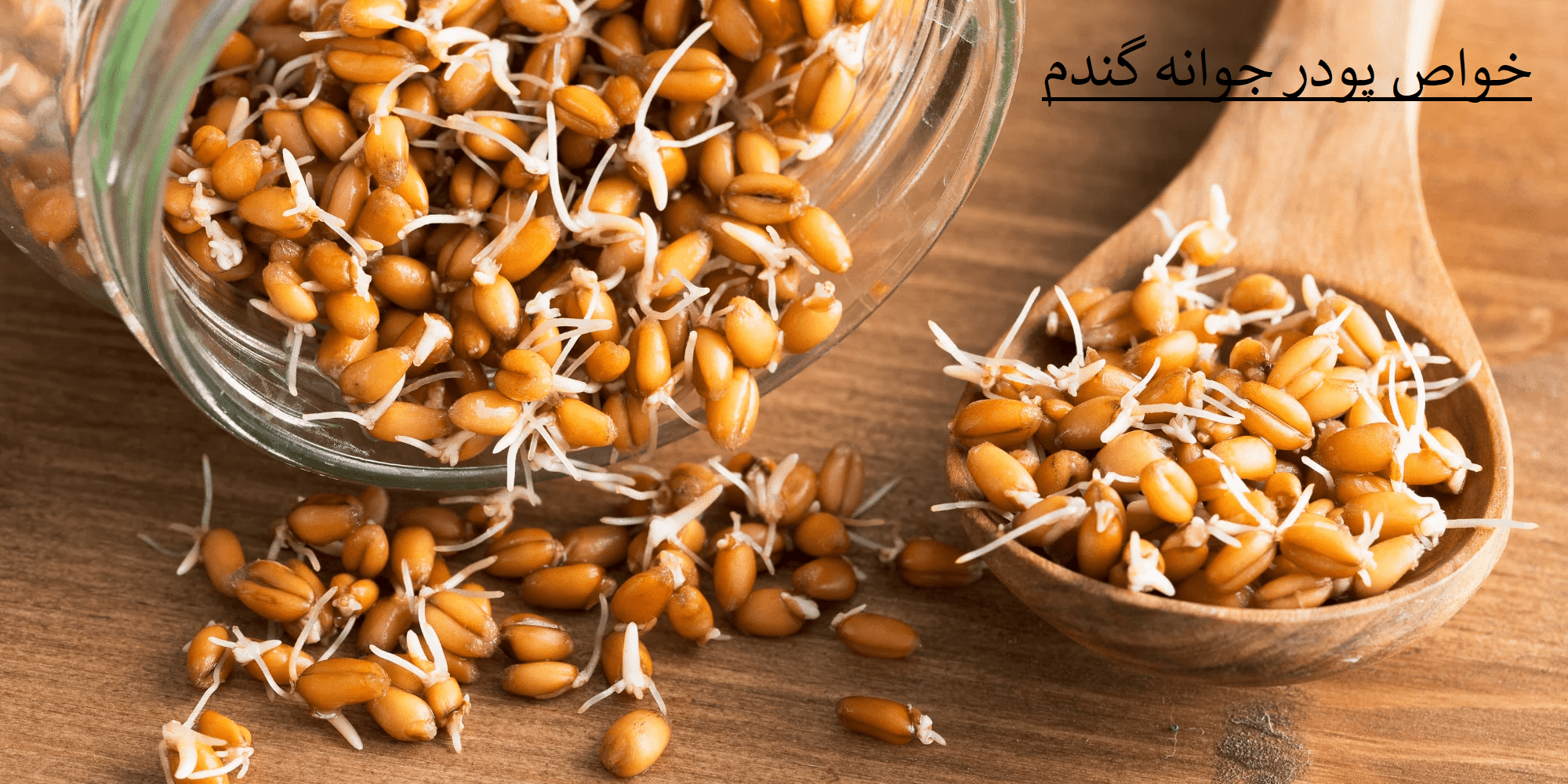 خواص پودر جوانه گندم