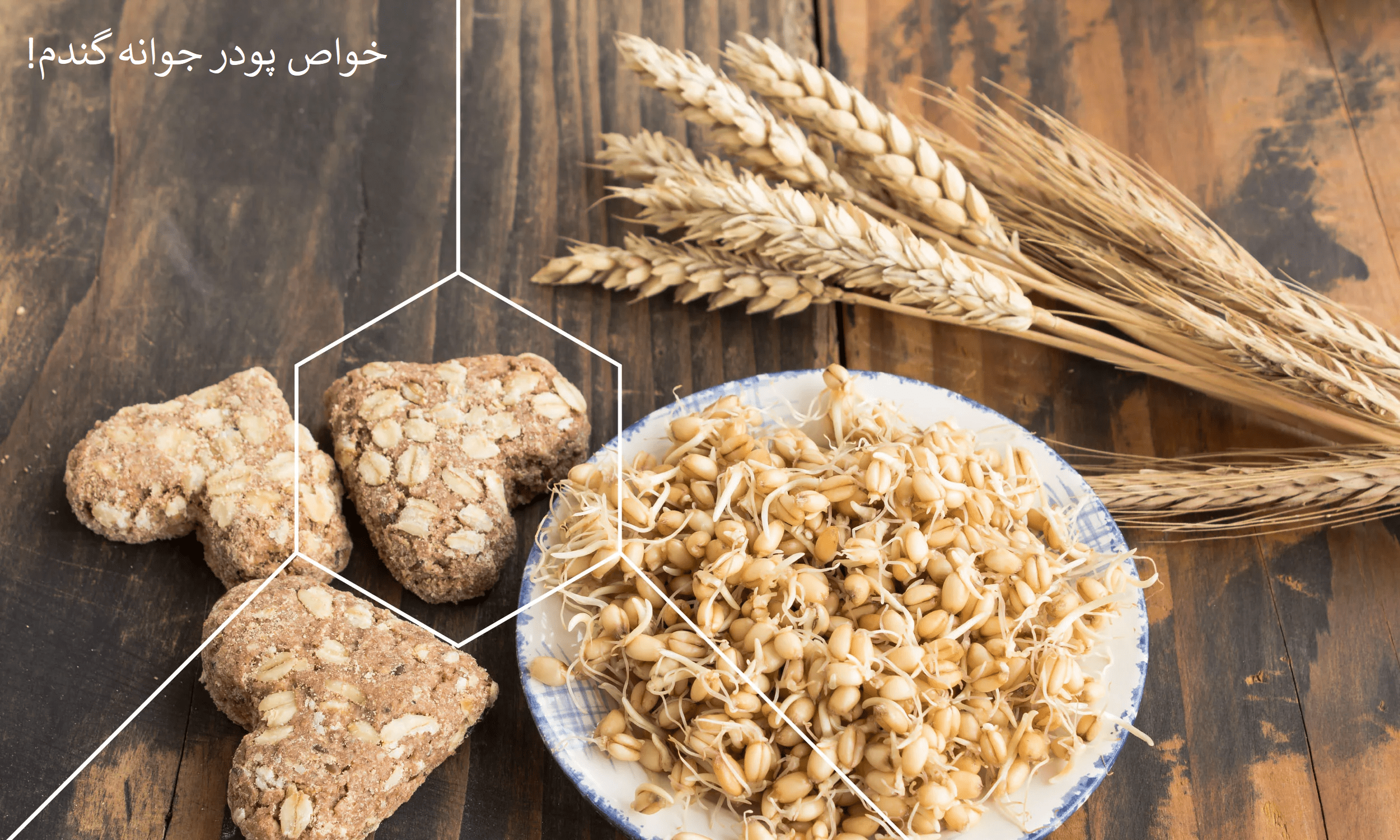 پودر جوانه گندم