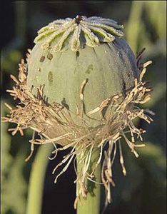 پماد خشخاش اصل برای چی خوبه؟