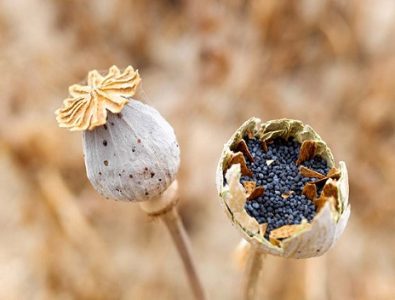 دیجی کالا poppy پماد خشخاش